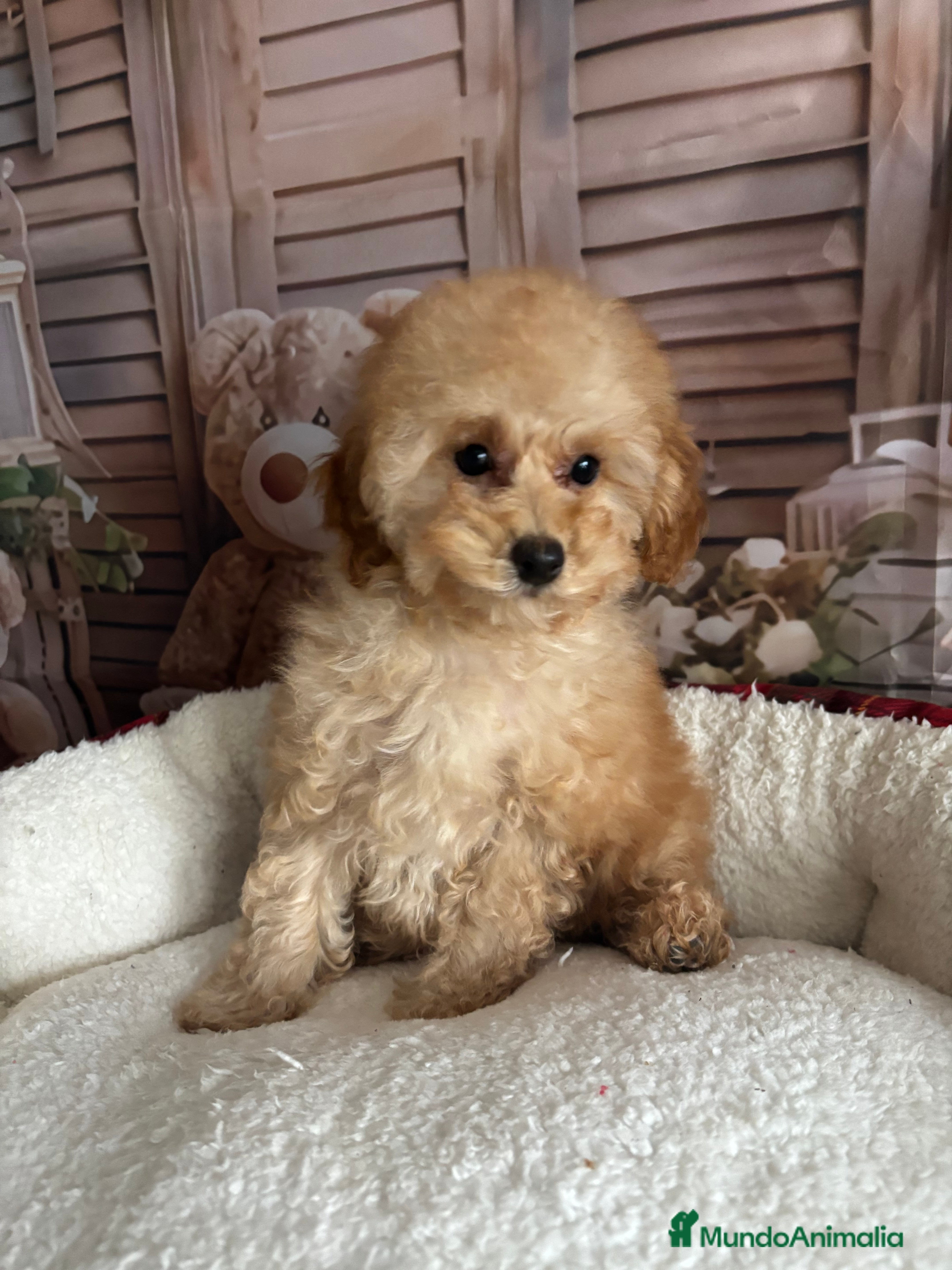 Caniche Toy perros Caniche toy apricot hembra  - Anuncio 2