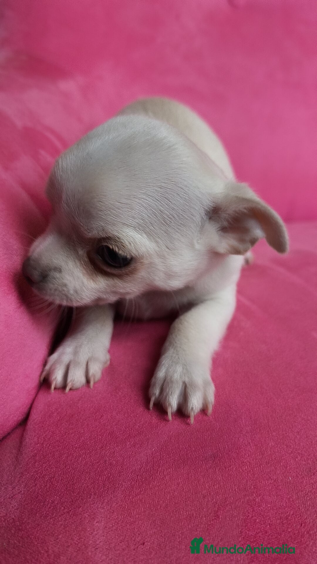 Chihuahua perros en venta: Chihuahua hembra con retrognatismo  - Anuncio 5