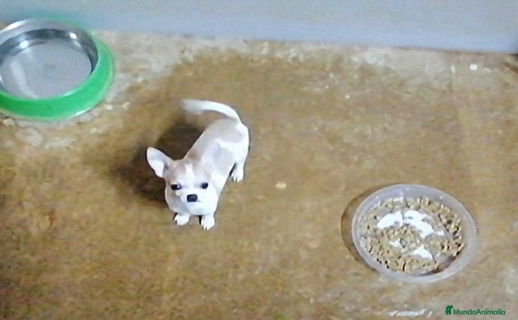 Chihuahua perros - Anuncio 1