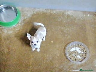 Chihuahua perros CHIHUAHUA - Anuncio 41