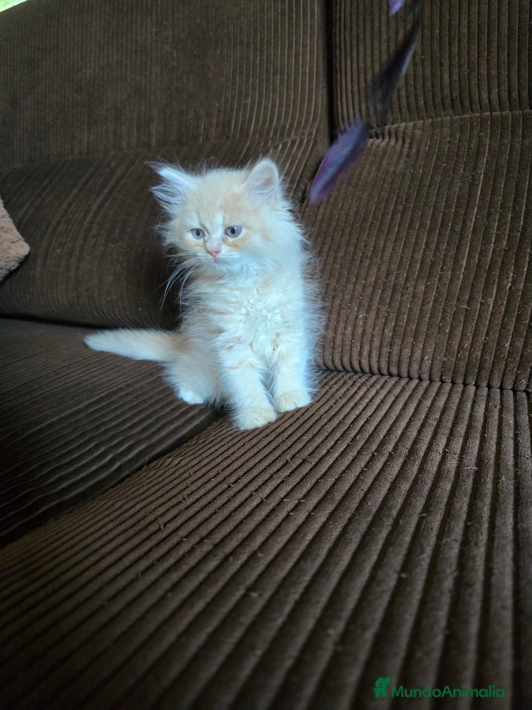 Británico de Pelo Largo gatos en venta: Gatcot.com - Imagen 7