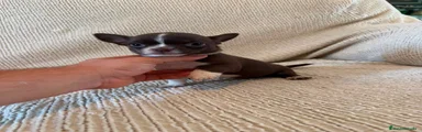 Chihuahua 2