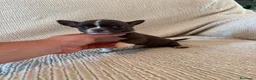Chihuahua perros en venta: Cachorros de chihuahua  - Anuncio 2
