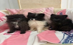 Pomerania perros en venta: POMERANIA MICRO TOY - Imagen 1