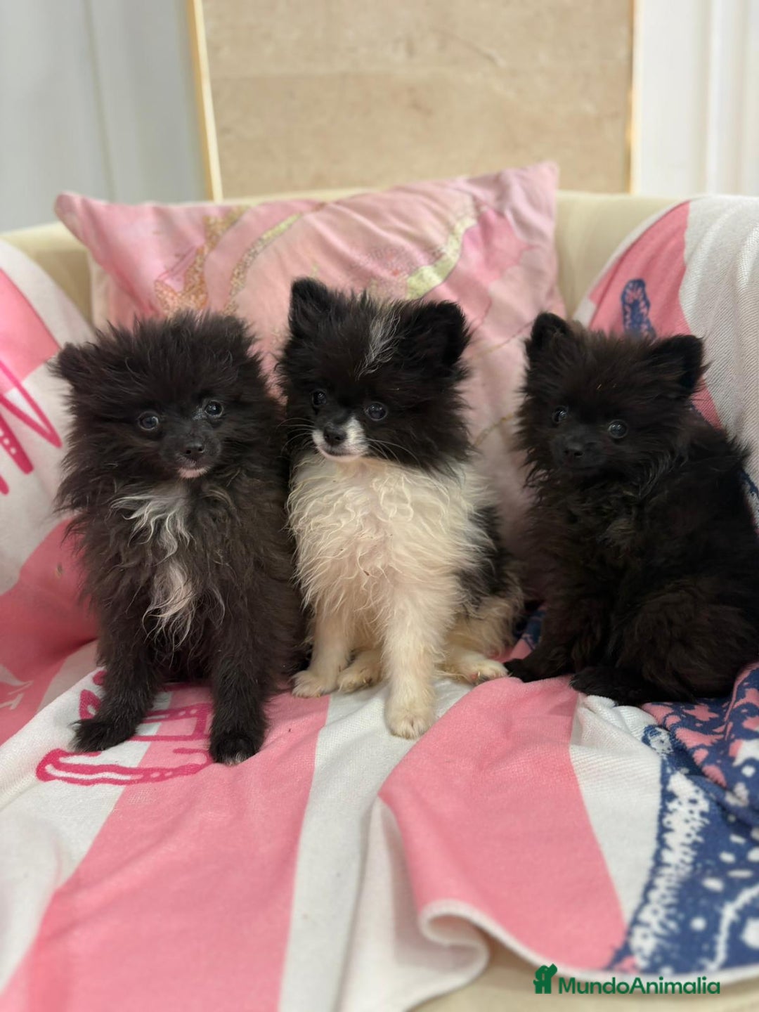 Pomerania perros en venta: POMERANIA MICRO TOY - Imagen 1