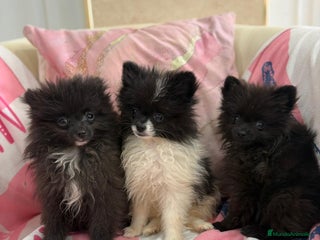 Pomerania perros - Anuncio 6