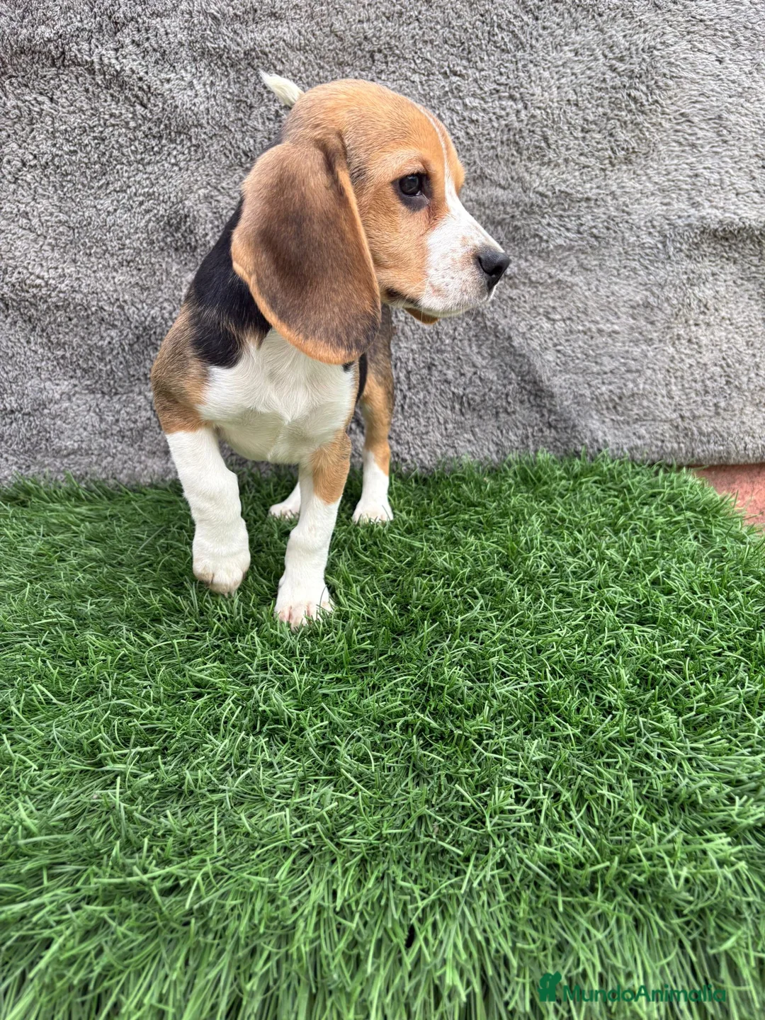 Beagle perros en venta: Precioso macho de Beagle  - Anuncio 1