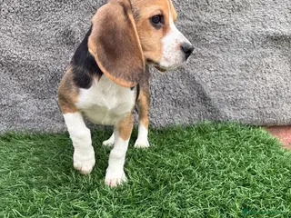 Beagle perros Precioso macho de Beagle - Anuncio 2