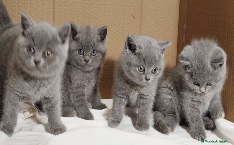 Británico de Pelo Corto gatos British Shorthair - Anuncio 1