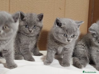 Británico de Pelo Corto gatos British Shorthair - Anuncio 18