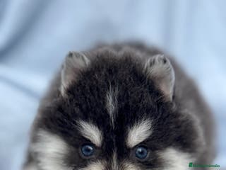 Pomsky perros Pomsky mini huskys ojos azules - Anuncio 3