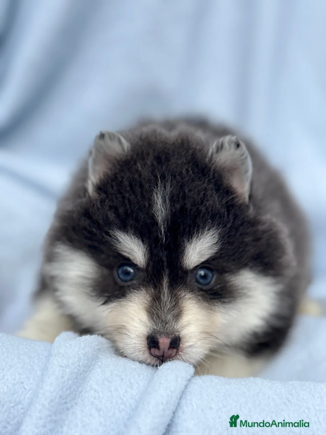 Pomsky perros en venta: dos machos y ultima hembra Pomsky ojos azules  - Anuncio 8