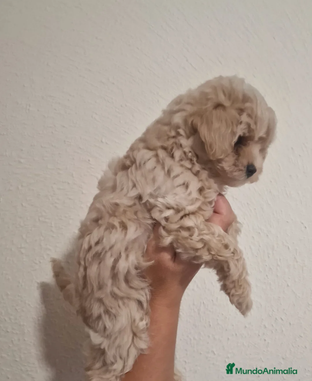 Maltipoo perros en venta: Maltipoo  - Anuncio 2