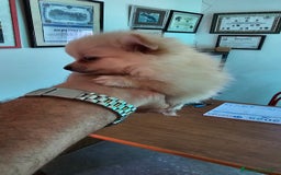 Pomerania perros en venta: Increíble cachorrita Pomerania - Imagen 2
