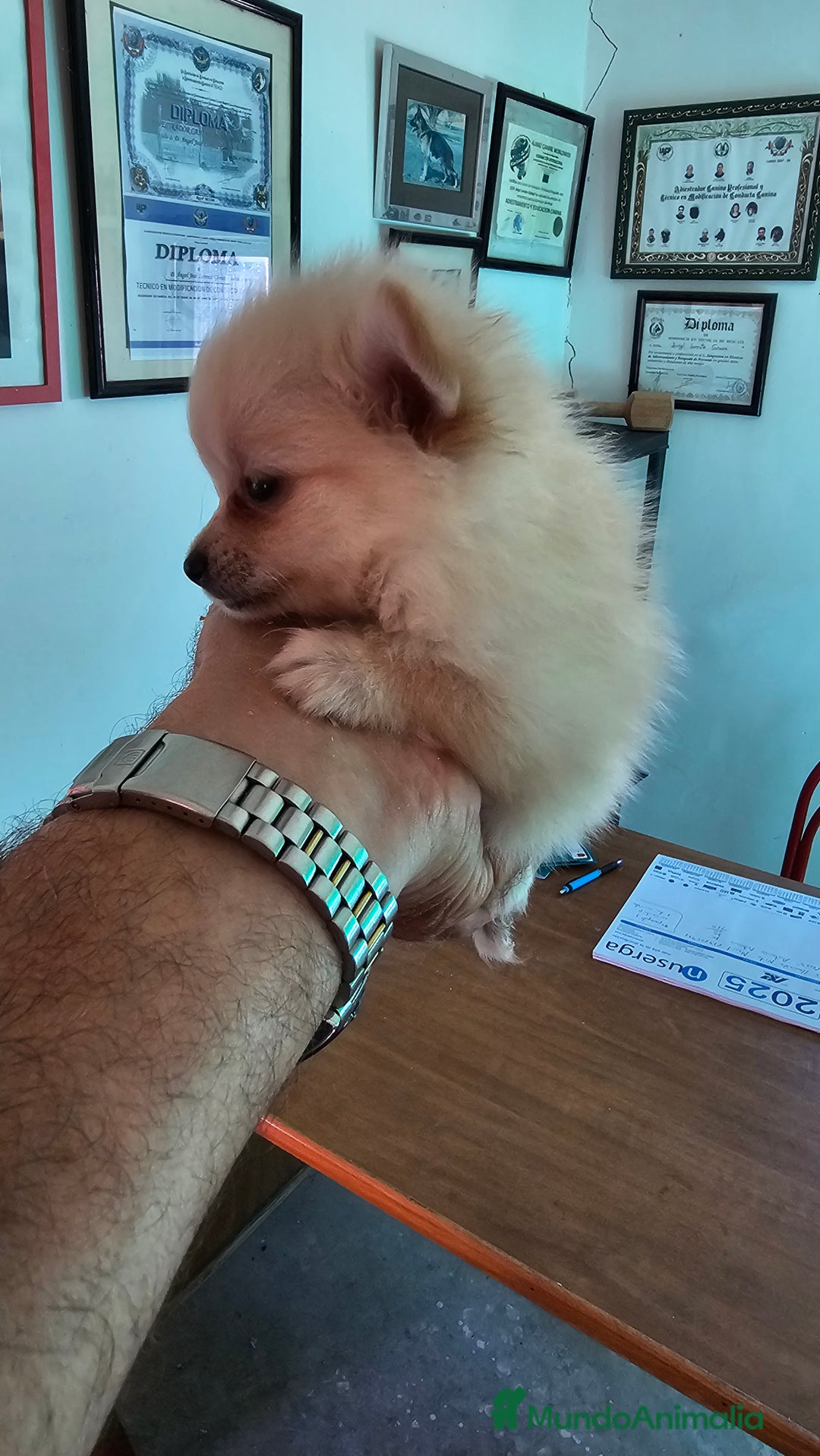 Pomerania perros en venta: Increíble cachorrita Pomerania - Imagen 2