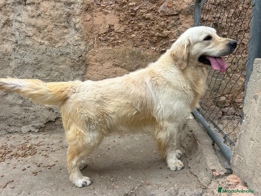 Golden Retriever perros para monta: GOLDEN RETRIEVER PARA MONTA en Badajoz - Anuncio 2