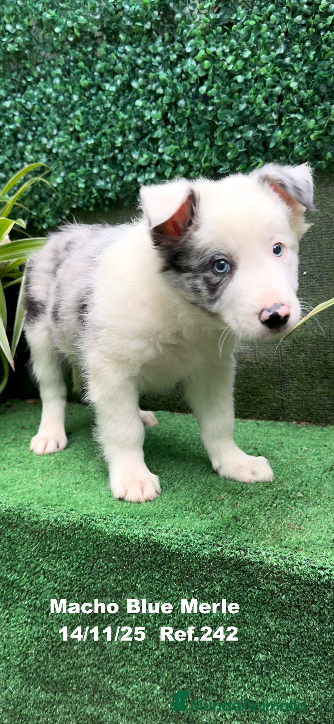 Border Collie perros en venta: Border Collie De Villa Biznaga - Anuncio 4