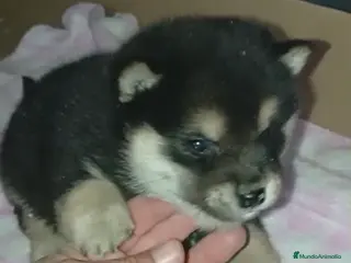 Shiba Inu perros ✨Cachorritos de Shiba Inu🐶 - Anuncio 1