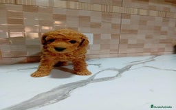 Caniche Enano perros en venta: Caniche pimentón y apricot  - Imagen 15