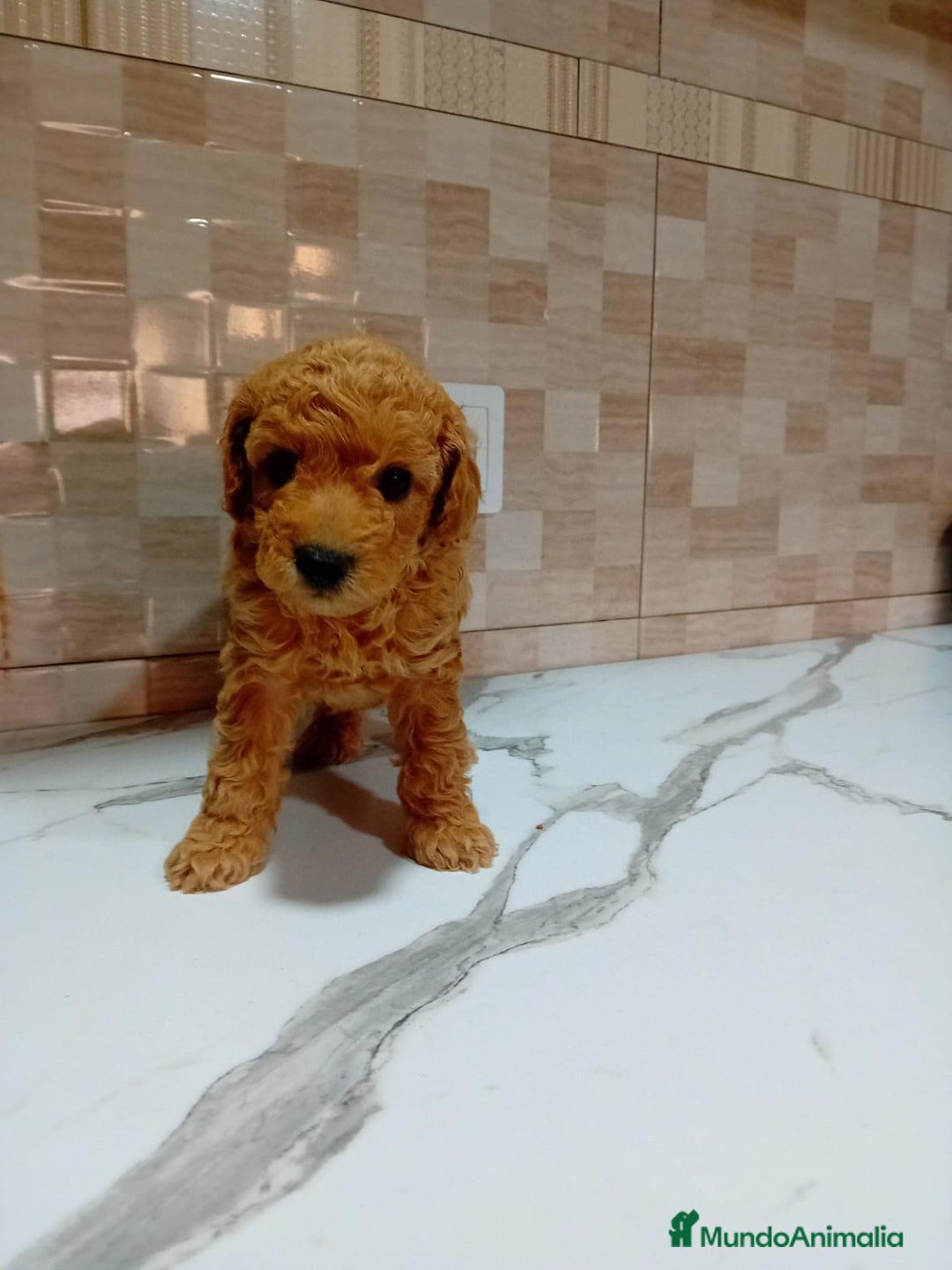 Caniche Enano perros en venta: Caniche pimentón y apricot  - Imagen 15