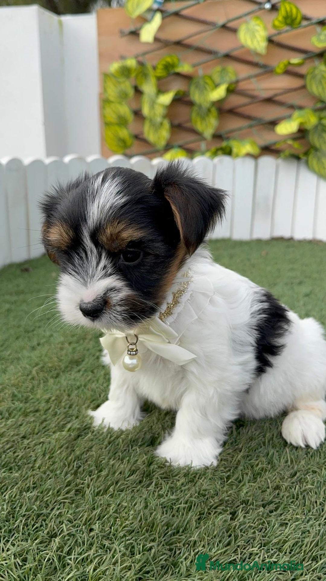 Yorkshire Terrier perros en venta: YORKSHIRE BIEWER  - Anuncio 4