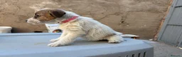 Jack Russell Terrier perros en venta: Jack rusell terrier  - Anuncio 9