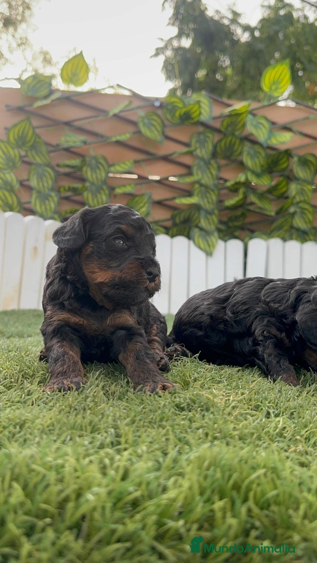 Caniche Toy perros en venta: CANICHE TOY HEMBRA COLOR NEGRO PHANTOM - Imagen 4