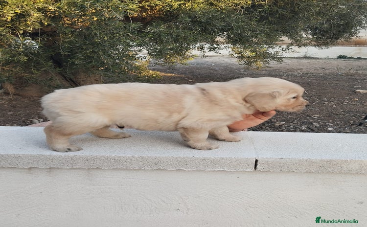 Golden Retriever perros - Anuncio 3