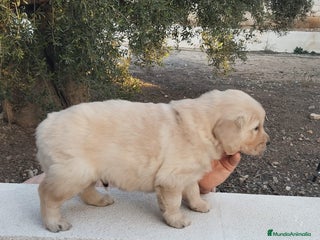 Golden Retriever perros - Anuncio 11