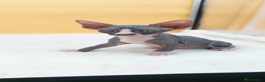 Sphynx Gatito 7