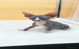 Sphynx gatos en venta: Preciosa camada de gatitos sphynx  - Imagen 30