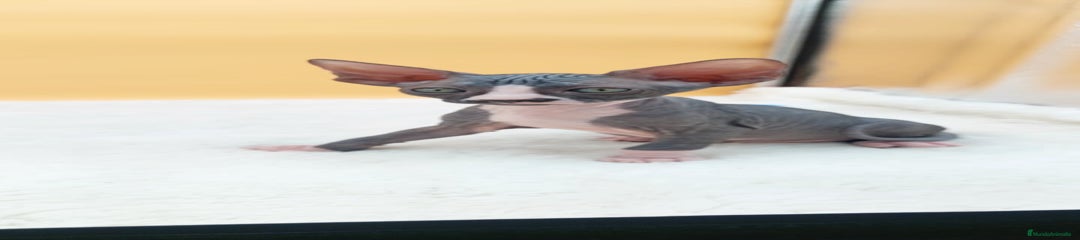 Sphynx Gatito 7