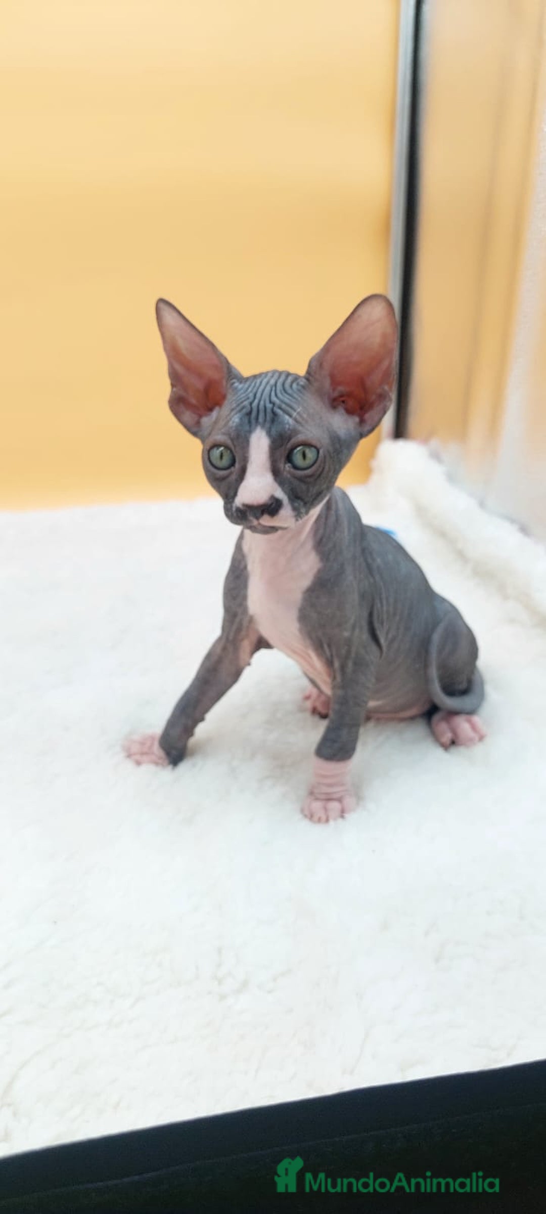 Sphynx gatos en venta: Preciosa camada de gatitos sphynx  - Imagen 30