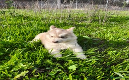 Husky Siberiano perros en venta: Machos Husky siberiano  - Imagen 2