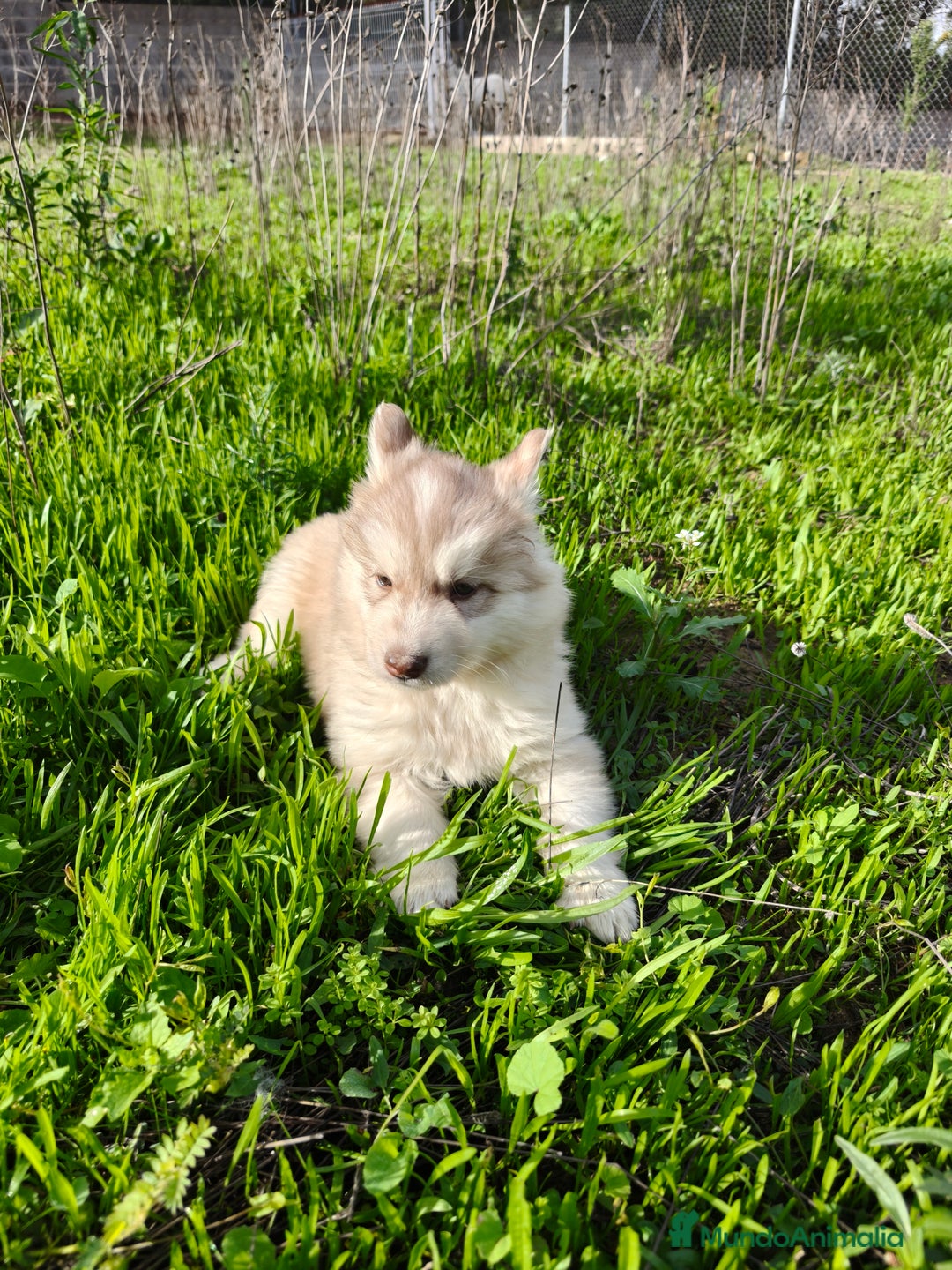 Husky Siberiano perros en venta: Machos Husky siberiano  - Imagen 2