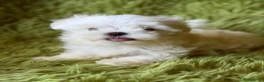Bichón Maltés 2