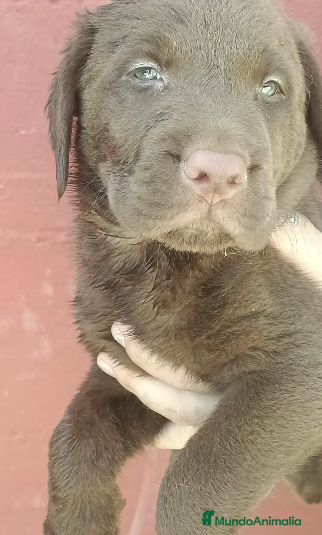 Labrador Retriever perros en venta: Último labrador chocolate!!!! - Anuncio 3