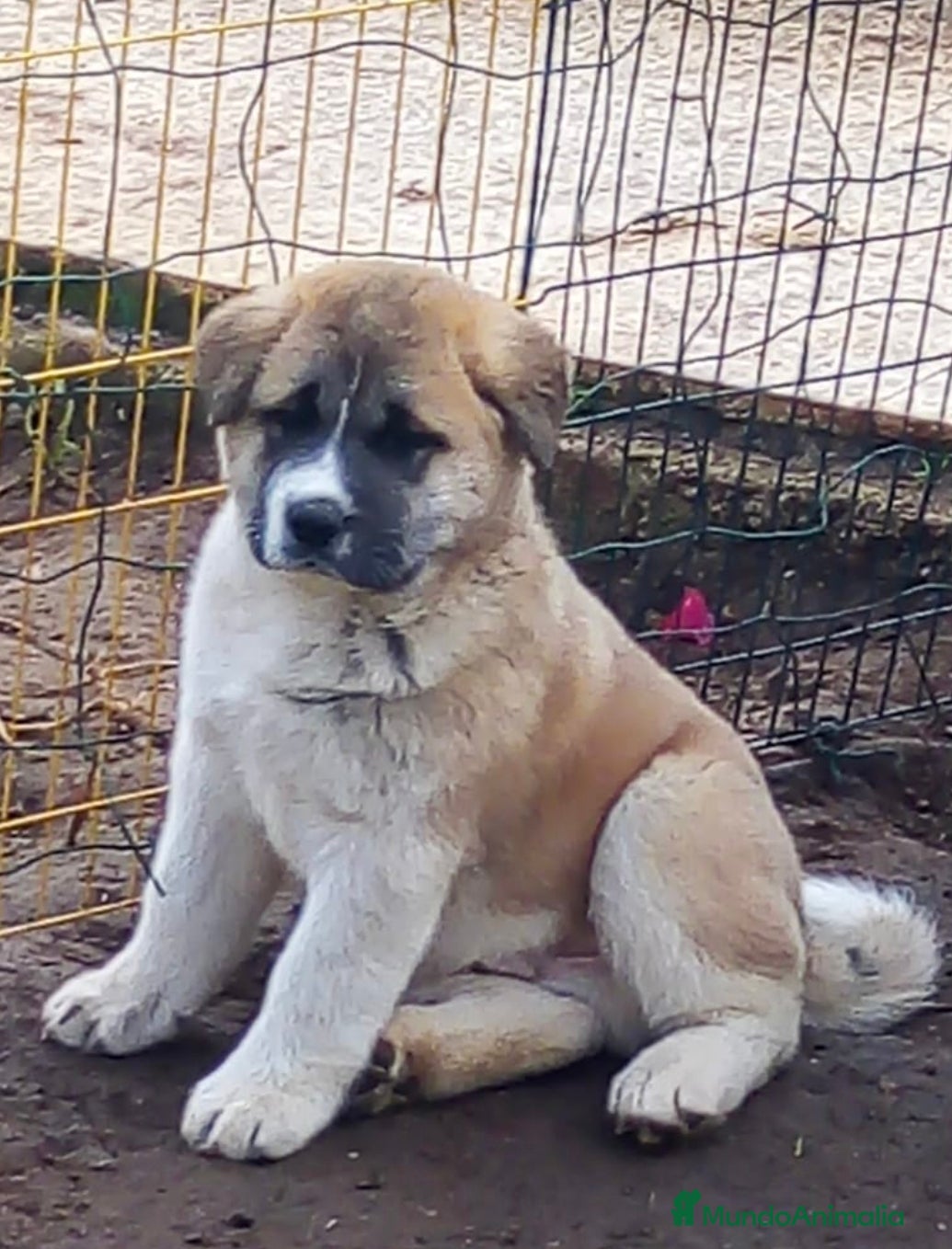 Akita Americano perros AKITA AMERICANO  - Anuncio 3