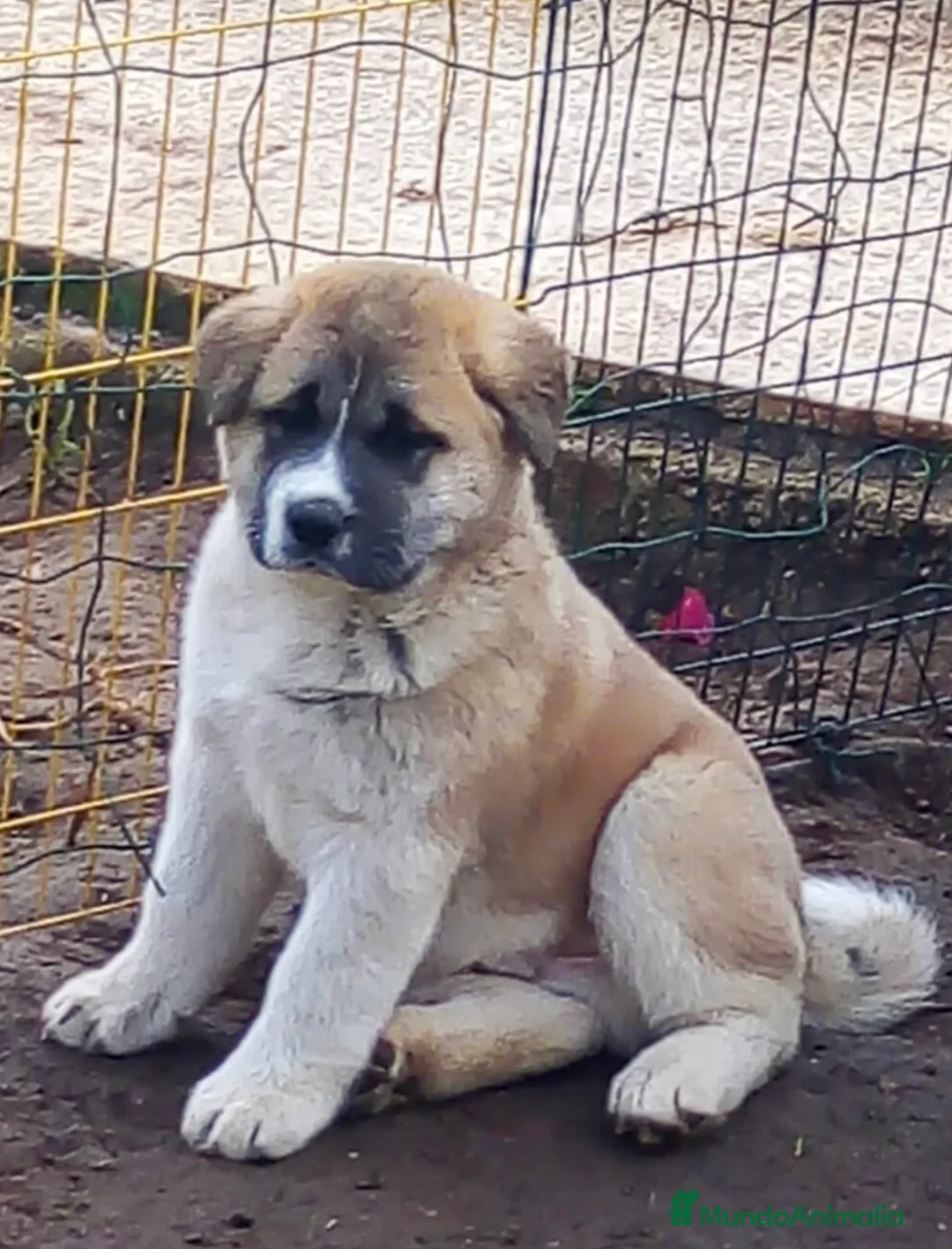 Akita Americano perros en venta: AKITA AMERICANO  - Anuncio 1