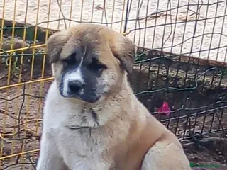 Akita Americano perros AKITA AMERICANO - Anuncio 3