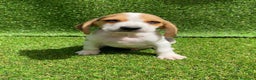 Beagle perros en venta: Beagle cachorros  en Ciudad Real - Anuncio 5