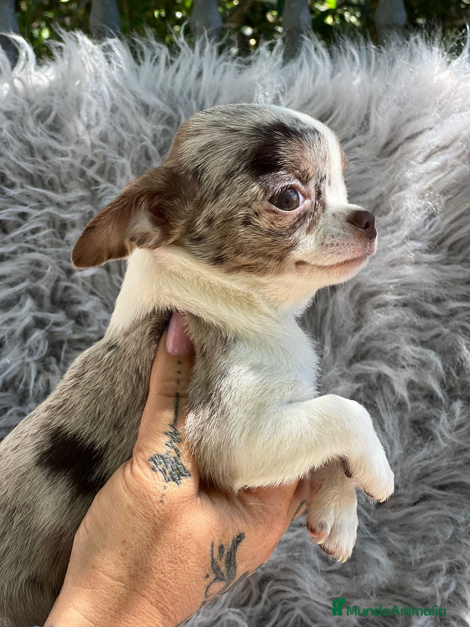 Chihuahua perros Chihuahua merle  en Barcelona - Anuncio 2