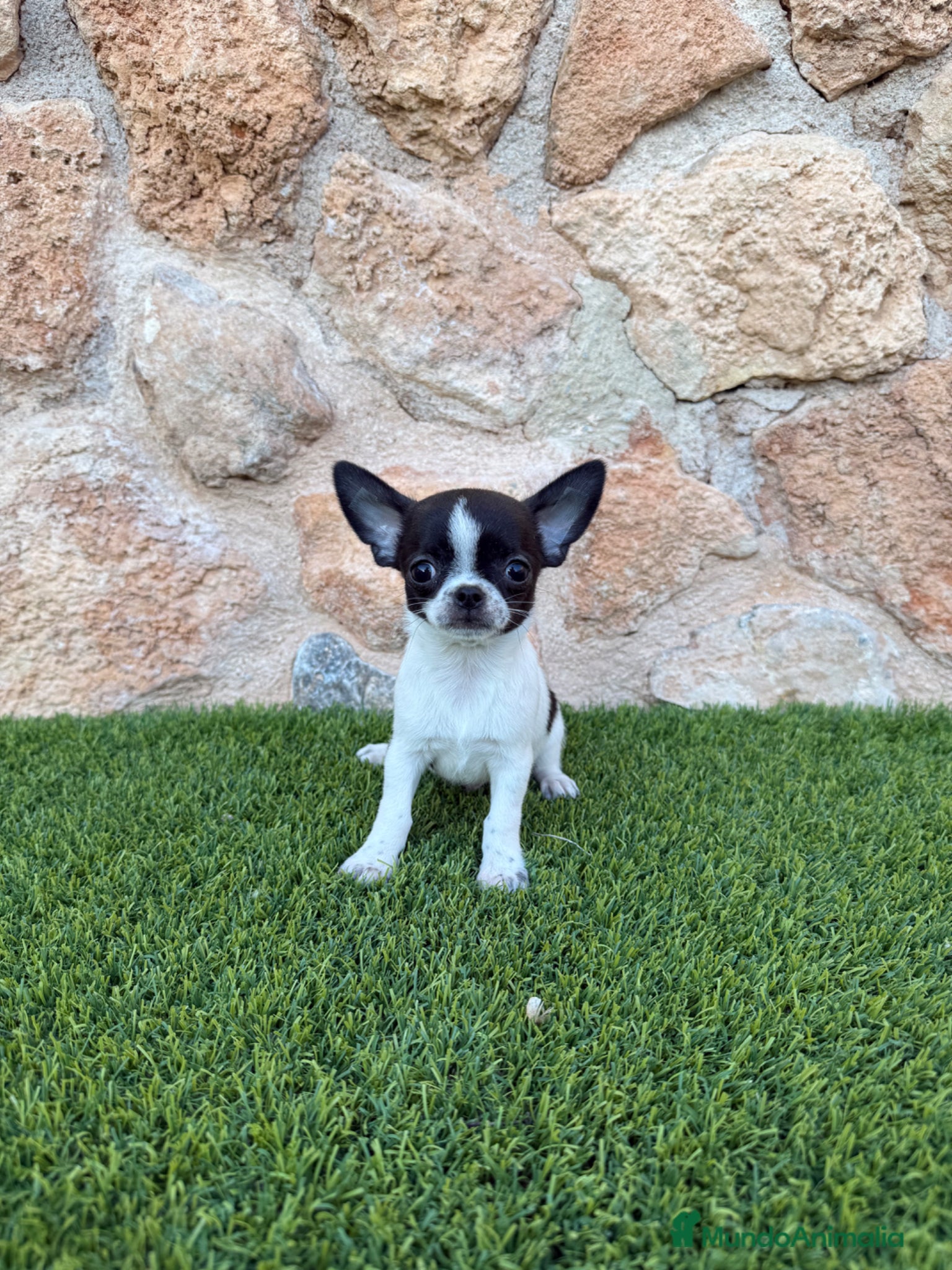 Chihuahua perros Excelentes chihuahuas  - Anuncio 1