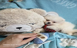 Pomerania perros en venta: ‼️POMERANIAS AMERICANOS TAMAÑO TOY  - Anuncio 1