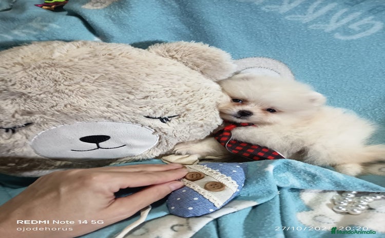 Pomerania perros ‼️POMERANIAS AMERICANOS TAMAÑO TOY  - Anuncio 8