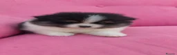 Pomerania perros en venta: POMERANIA TOY PARTY FUEGO HEMBRA  - Anuncio 4