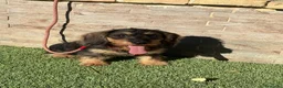 Teckel perros en venta: Teckel pelo duro  - Anuncio 1