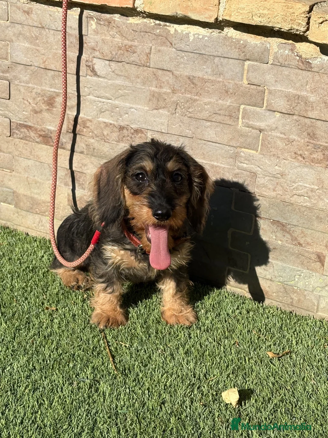 Teckel perros en venta: Teckel pelo duro  - Anuncio 1