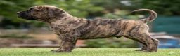 Presa Canario perros en venta: Presas canario - Anuncio 5