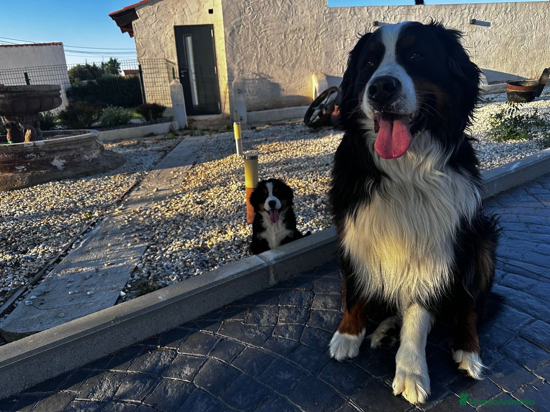 Boyero de Berna perros en venta: Boyero de Berna hembra  - Imagen 5